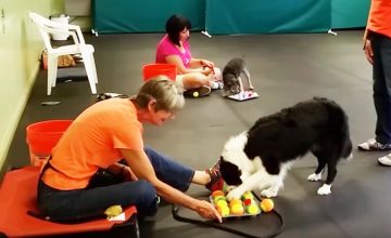 Fido Fun & Games (& Tricks!)