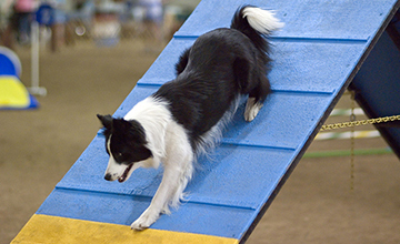 Advanced Agility Handling & Skills (Level 5)