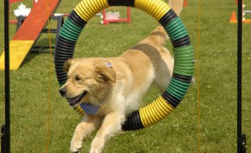 Beginning Agility (Level 2)