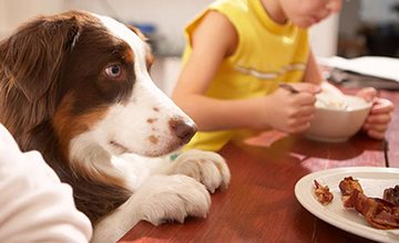 Dogs Behaving Better! Building Impulse Control