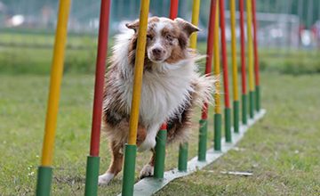Agility Fun Runs