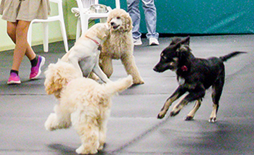 Puppy Training & Socialization