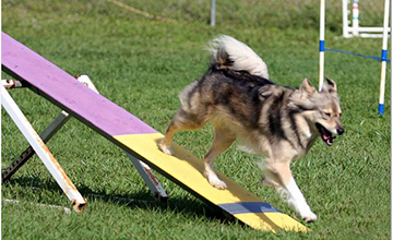 Beginning Agility - Front Cross - Blind Cross - Rear Cross