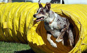 Intro to Agility (Level 1)