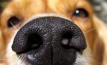 Nose Work Games