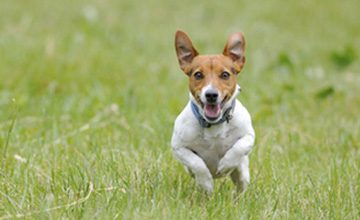 Rocket Recalls: Getting Your Dog to Come